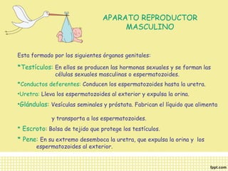 APARATO REPRODUCTOR 
MASCULINO 
Esta formado por los siguientes órganos genitales: 
*Testículos: En ellos se producen las hormonas sexuales y se forman las 
células sexuales masculinas o espermatozoides. 
*Conductos deferentes: Conducen los espermatozoides hasta la uretra. 
•Uretra: Lleva los espermatozoides al exterior y expulsa la orina. 
•Glándulas: Vesículas seminales y próstata. Fabrican el líquido que alimenta 
y transporta a los espermatozoides. 
* Escroto: Bolsa de tejido que protege los testículos. 
* Pene: En su extremo desemboca la uretra, que expulsa la orina y los 
espermatozoides al exterior. 
 