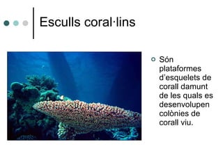 Esculls coral·lins Són plataformes d’esquelets de corall damunt de les quals es desenvolupen colònies de corall viu. 