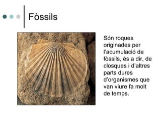 Fòssils Són roques originades per l’acumulació de fòssils, és a dir, de closques i d’altres parts dures d’organismes que van viure fa molt de temps. 