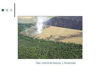 Tala i crema de boscos. L’Amazones 