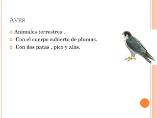 AVES
 Animales terrestres .
 Con el cuerpo cubierto de plumas.

 Con dos patas , pico y alas.
 
