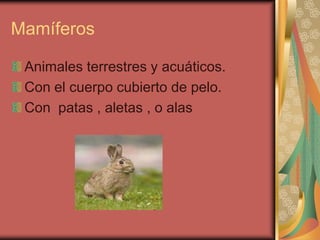 Mamíferos

 Animales terrestres y acuáticos.
 Con el cuerpo cubierto de pelo.
 Con patas , aletas , o alas
 
