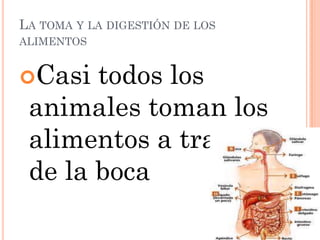 LA TOMA Y LA DIGESTIÓN DE LOS
ALIMENTOS


Casi  todos los
 animales toman los
 alimentos a través
 de la boca
 