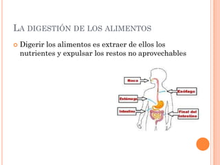 LA DIGESTIÓN DE LOS ALIMENTOS
   Digerir los alimentos es extraer de ellos los
    nutrientes y expulsar los restos no aprovechables
 