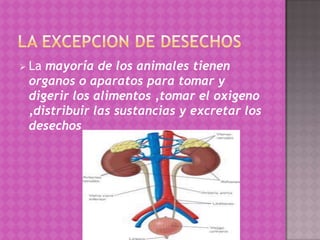 Lamayoría de los animales tienen
 organos o aparatos para tomar y
 digerir los alimentos ,tomar el oxigeno
 ,distribuir las sustancias y excretar los
 desechos
 
