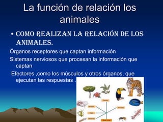 La función de relación los
             animales
• Como realizan la relación de los
  animales.
Órganos receptores que captan información
Sistemas nerviosos que procesan la información que
  captan
Efectores ,como los músculos y otros órganos, que
  ejecutan las respuestas .
 