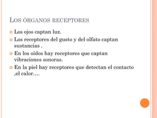 LOS ÓRGANOS RECEPTORES
 Los ojos captan luz.
 Los receptores del gusto y del olfato captan
  sustancias .
 En los oídos hay receptores que captan
  vibraciones sonoras.
 En la piel hay receptores que detectan el contacto
  ,el calor….
 