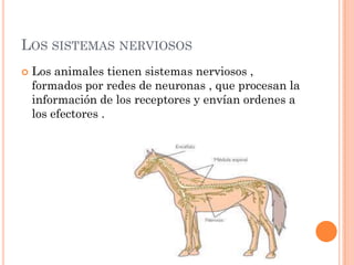 LOS SISTEMAS NERVIOSOS
   Los animales tienen sistemas nerviosos ,
    formados por redes de neuronas , que procesan la
    información de los receptores y envían ordenes a
    los efectores .
 