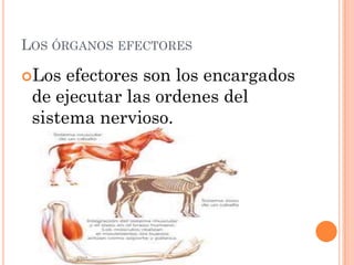 LOS ÓRGANOS EFECTORES

Los  efectores son los encargados
 de ejecutar las ordenes del
 sistema nervioso.
 