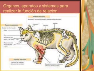 Órganos, aparatos y sistemas para
realizar la función de relación
 