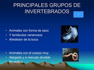 PRINCIPALES GRUPOS DE
         INVERTEBRADOS   1




• Animales con forma de saco
• Y tentáculos venenosos
• Alrededor de la boca



• Animales con el cuerpo muy
• Alargado y a menudo dividido
• En anillos .
 
