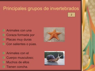 Principales grupos de invertebrados
                               2




 Animales con una
 Coraza formada por
 Placas muy duras
 Con salientes o púas.

 Animales con el
 Cuerpo musculoso;
 Muchos de ellos
 Tienen concha.
 