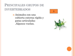 PRINCIPALES GRUPOS DE
INVERTEBRADOS
                                    3
       Animales con una
        cubierta externa rígida y
        patas articuladas
        .Algunos vuelan.
 