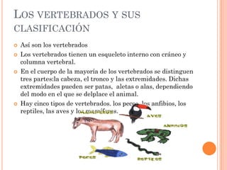 LOS VERTEBRADOS Y SUS
CLASIFICACIÓN
   Así son los vertebrados
   Los vertebrados tienen un esqueleto interno con cráneo y
    columna vertebral.
   En el cuerpo de la mayoría de los vertebrados se distinguen
    tres partes:la cabeza, el tronco y las extremidades. Dichas
    extremidades pueden ser patas, aletas o alas, dependiendo
    del modo en el que se delplace el animal.
   Hay cinco tipos de vertebrados. los peces, los anfibios, los
    reptiles, las aves y los mamíferos.
 
