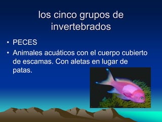 los cinco grupos de
            invertebrados
• PECES
• Animales acuáticos con el cuerpo cubierto
  de escamas. Con aletas en lugar de
  patas.
 