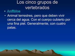 Los cinco grupos de
            vertebrados
• Animal terrestres, pero que deben vivir
  cerca del agua. Con el cuerpo cubierto por
  una fina piel. Generalmente, con cuatro
  patas.
 