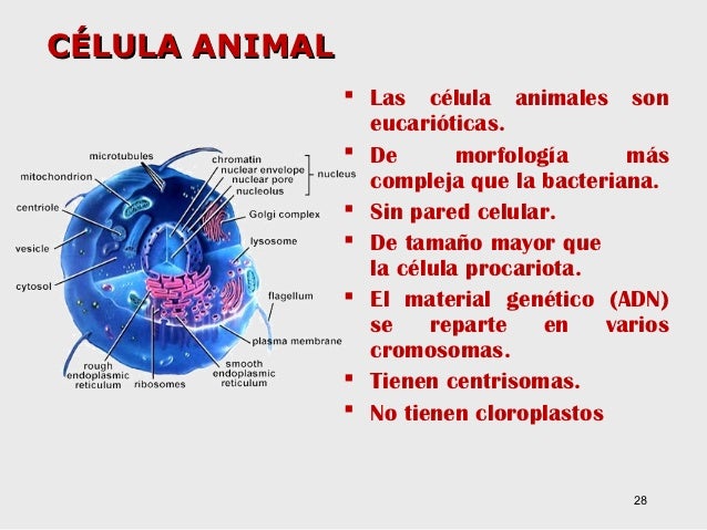 T ema2. y la célula