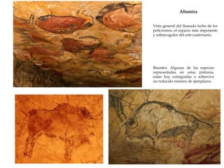 Altamira
Vista general del llamado techo de los
polícromos, el espacio más imponente
y sobrecogedor del arte cuaternario.
23
Bisontes. Algunas de las especies
representadas en estas pinturas,
están hoy extinguidas o sobrevive
un reducido número de ejemplares.
 