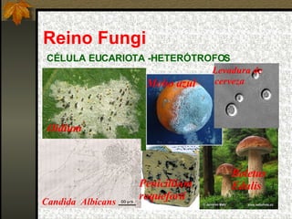 Reino Fungi CÉLULA EUCARIOTA -HETERÓTROFOS   Levadura de cerveza Oidium Candida  Albicans Penicillium roqueforti Boletus  Edulis Moho azul 