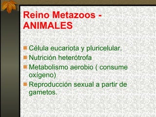 Reino Metazoos - ANIMALES Célula eucariota y pluricelular. Nutrición heterótrofa Metabolismo aerobio ( consume oxígeno) Reproducción sexual a partir de gametos. 