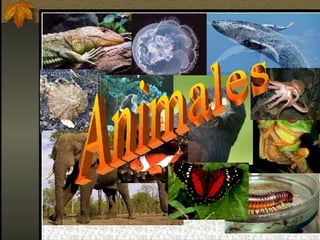 Animales 