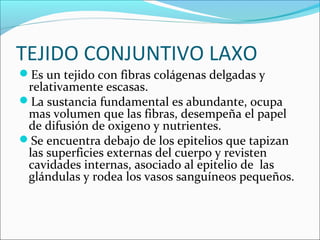 TEJIDO CONJUNTIVO LAXO
Es un tejido con fibras colágenas delgadas y
relativamente escasas.
La sustancia fundamental es abundante, ocupa
mas volumen que las fibras, desempeña el papel
de difusión de oxigeno y nutrientes.
Se encuentra debajo de los epitelios que tapizan
las superficies externas del cuerpo y revisten
cavidades internas, asociado al epitelio de las
glándulas y rodea los vasos sanguíneos pequeños.
 