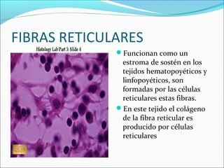 FIBRAS RETICULARES
Funcionan como un
estroma de sostén en los
tejidos hematopoyéticos y
linfopoyéticos, son
formadas por las células
reticulares estas fibras.
En este tejido el colágeno
de la fibra reticular es
producido por células
reticulares
 