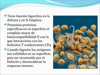 Tiene función fagocítica en la
defensa y en la limpieza.
Presentan proteínas
especificas en su superficie el
complejo mayor de
histocompatibilidad II con la
que interacciona con los
linfocitos T coadyuvantes CD4
Cuando fagocita los antígenos
son exhibidos en su superficie,
para ser reconocido por el
linfocito y desencadenar la
respuesta inmune.
 