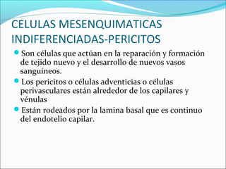 CELULAS MESENQUIMATICAS
INDIFERENCIADAS-PERICITOS
Son células que actúan en la reparación y formación
de tejido nuevo y el desarrollo de nuevos vasos
sanguíneos.
Los pericitos o células adventicias o células
perivasculares están alrededor de los capilares y
vénulas
Están rodeados por la lamina basal que es continuo
del endotelio capilar.
 