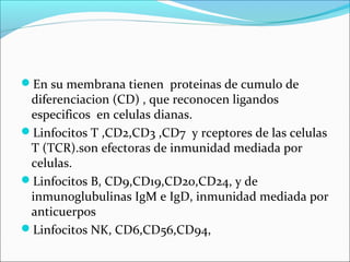 En su membrana tienen proteinas de cumulo de
diferenciacion (CD) , que reconocen ligandos
especificos en celulas dianas.
Linfocitos T ,CD2,CD3 ,CD7 y rceptores de las celulas
T (TCR).son efectoras de inmunidad mediada por
celulas.
Linfocitos B, CD9,CD19,CD20,CD24, y de
inmunoglubulinas IgM e IgD, inmunidad mediada por
anticuerpos
Linfocitos NK, CD6,CD56,CD94,
 