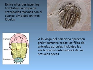 Entre ellos destacan los trilobites un grupo de artrópodos marinos con el cuerpo divididos en tres lóbulos A lo largo del cámbrico aparecen prácticamente todos los filos de animales actuales incluidos los vertebrados antecesores de los actuales peces  