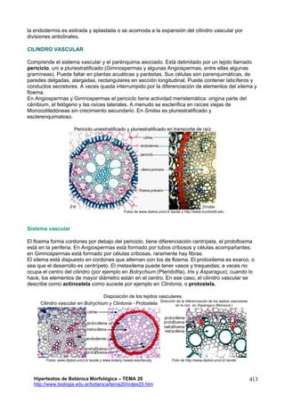 Tema20-Estructura de raíz -Hipertextos de Botánica Morfológica www ...
