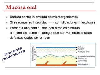 Mucosa oral
 Barrera contra la entrada de microorganismos
 Si se rompe su integridad complicaciones infecciosas
 Presenta una continuidad con otras estructuras
anatómicas, como la faringe, que son vulnerables si las
defensas orales se rompen
 