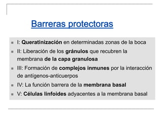  I: Queratinización en determinadas zonas de la boca
 II: Liberación de los gránulos que recubren la
membrana de la capa granulosa
 III: Formación de complejos inmunes por la interacción
de antígenos-anticuerpos
 IV: La función barrera de la membrana basal
 V: Células linfoides adyacentes a la membrana basal
 