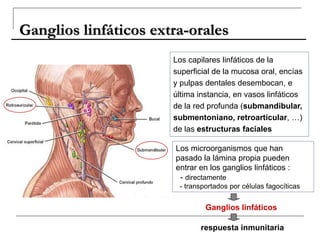 Ganglios linfáticos extra-orales
Los capilares linfáticos de la
superficial de la mucosa oral, encías
y pulpas dentales desembocan, e
última instancia, en vasos linfáticos
de la red profunda (submandibular,
submentoniano, retroarticular, …)
de las estructuras faciales
Los microorganismos que han
pasado la lámina propia pueden
entrar en los ganglios linfáticos :
- directamente
- transportados por células fagocíticas
Ganglios linfáticos
respuesta inmunitaria
 