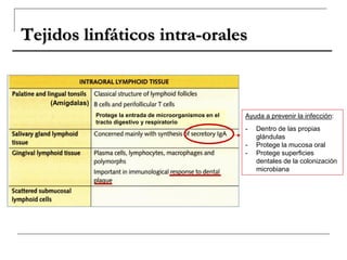 Tejidos linfáticos intra-orales
(Amígdalas)
Protege la entrada de microorganismos en el
tracto digestivo y respiratorio
Ayuda a prevenir la infección:
- Dentro de las propias
glándulas
- Protege la mucosa oral
- Protege superficies
dentales de la colonización
microbiana
 