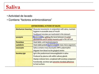 Saliva
• Actividad de lavado
• Contiene “factores antimicrobianos”
 