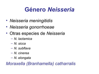 Género Neisseria
• Neisseria meningitidis
• Neisseria gonorrhoeae
• Otras especies de Neisseria
  –   N. lactamica
  –   N. sicca
  –   N. subflava
  –   N. cinerea
  –   N. elongata
Moraxella (Branhamella) catharralis
 