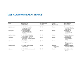 LAS ALFAPROTEOBACTERIAS
 