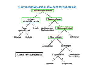 CLAVE DICOTÓMICA PARA LAS ALFAPROTEOBACTERIAS
 