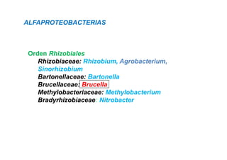 ALFAPROTEOBACTERIAS



Orden Rhizobiales
   Rhizobiaceae: Rhizobium Agrobacterium
                 Rhizobium, Agrobacterium,
   Sinorhizobium
   Bartonellaceae: Bartonella
   Brucellaceae: Brucella
   Methylobacteriaceae: Methylobacterium
   Bradyrhizobiaceae: Nit b t
   B d hi bi          Nitrobacter
 