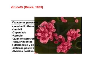Brucella (Bruce, 1893)




Caracteres generales
-cocobacilo Gram negativo
-Inmóvil
-C
 Capsulado
        l d
-Aerobio
-Quimioheterotrofo
-Requerimientos
nutricionales y de CO2
-Catalasa positivo
-Oxidasa positivo
 