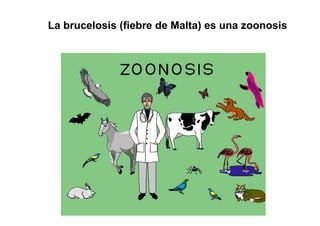 La brucelosis (fiebre de Malta) es una zoonosis
 