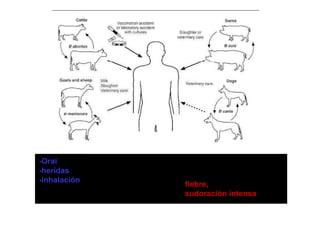 -Oral
              Polimorfonucleares
                     f                        -hepatomegalia
                                               h    t    li
-heridas                           Sangre
                  (fagocitosis)               -esplenomegalia
-inhalación                                   -SNC
                                   fiebre,
                   destrucción
                                   sudoración intensa
 