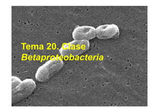 Tema 20. Cl
T    20 Clase
Betaproteobacteria
 