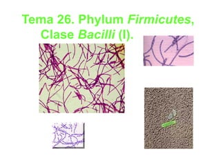 Tema 26. Phylum Firmicutes,
           y              ,
  Clase Bacilli (I).
 