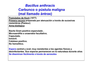 Tema%2026.bacillus listeria lactobacillus