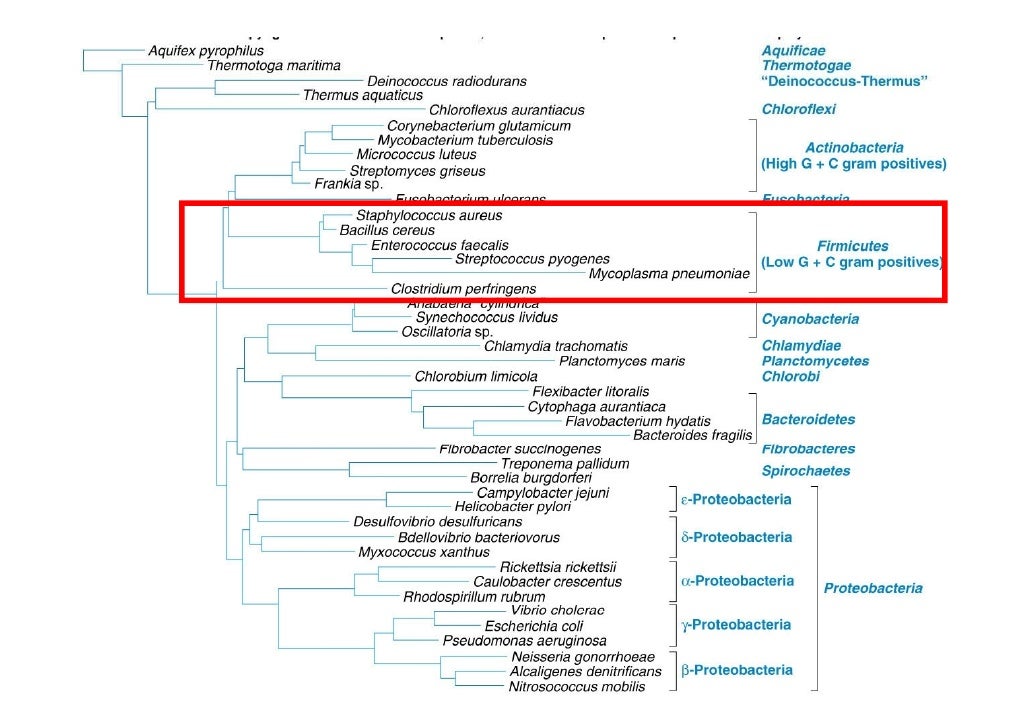 Tema2026.bacillus listeria lactobacillus