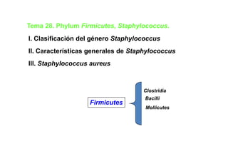 Tema 28 Phylum Firmicutes Staphylococcus
     28.       Firmicutes, Staphylococcus.
I. Clasificación del género Staphylococcus
II. Características generales de Staphylococcus
III. Staphylococcus a re s
III Staph lococc s aureus



                                    Clostridia
                                     Bacilli
                   Firmicutes
                                     Mollicutes
 