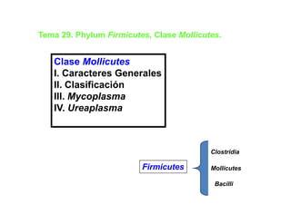 Tema 29 Ph l
T    29. Phylum Fi i t
                Firmicutes, Cl
                            Clase M lli t
                                  Mollicutes.


   Clase Mollicutes
   I. Caracteres Generales
   II. Clasificación
   III. Mycoplasma
   IV. Ureaplasma



                                          Clostridia

                         Firmicutes       Mollicutes

                                           Bacilli
 